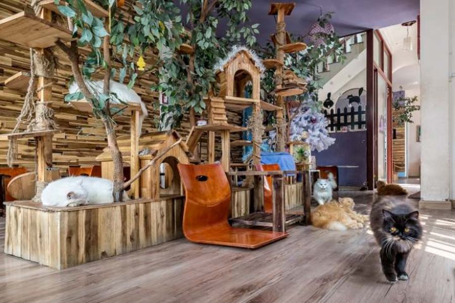 thiet-ke-quan-cafe-meo-13