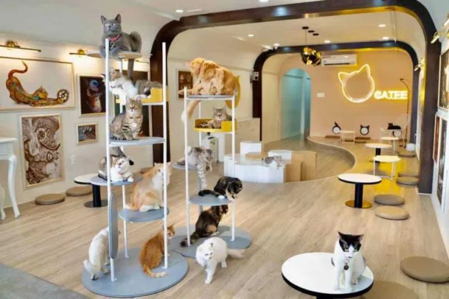 thiet-ke-quan-cafe-meo-3
