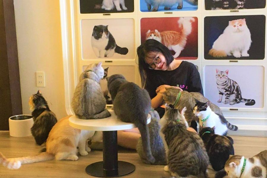 thiet-ke-quan-cafe-meo-5